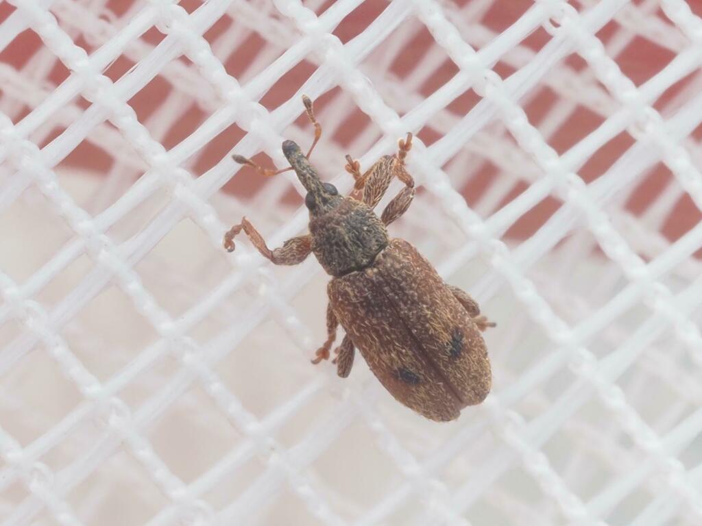 Bradybatus creutzeri