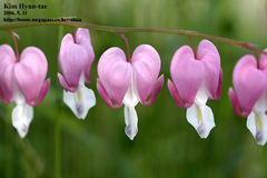 Lamprocapnos spectabilis