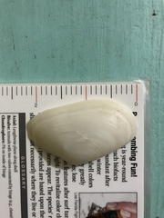 Tellinoidea