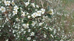 Cotoneaster rotundifolius