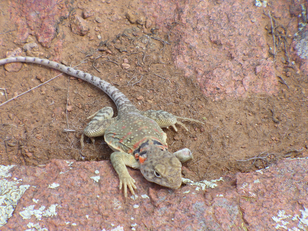 eastern collared lizard
