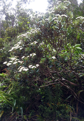 Olearia townsonii