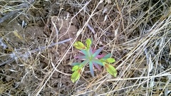 Alstroemeria hookeri
