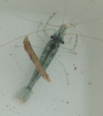 Palaemon macrodactylus