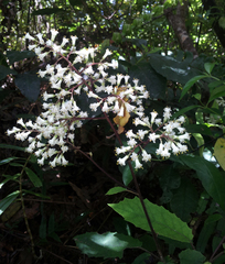 Brachyglottis myrianthos