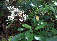 Brachyglottis myrianthos