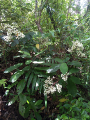 Brachyglottis myrianthos