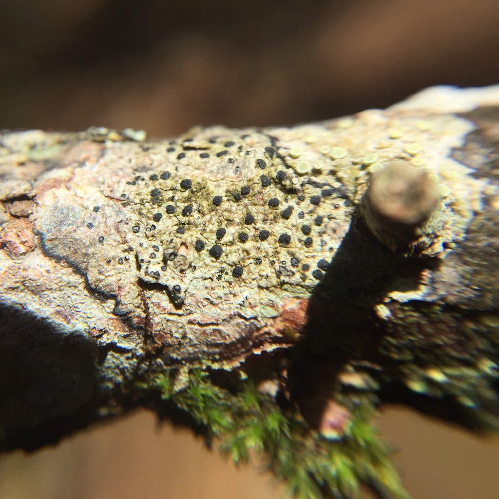 Lecidea roseotincta