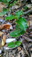Citronella mucronata
