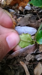 Citronella mucronata