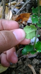 Citronella mucronata