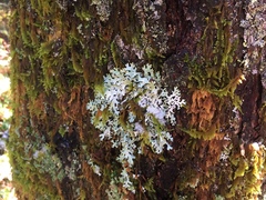 Hypotrachyna thysanota