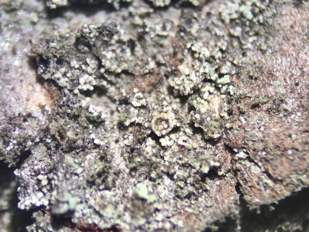 Rinodina bullata