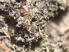 Micarea neostipitata