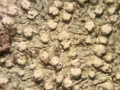 Lepra multipunctoides