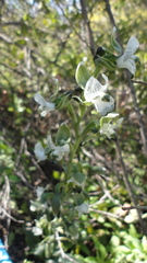 Chloraea galeata