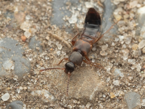 Pella limbata