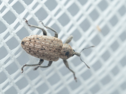 Hypera viciae