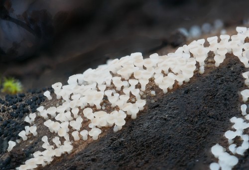 Calycina lactea · iNaturalist