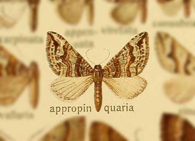 Scotopteryx appropinquaria