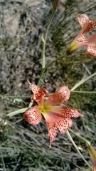 Alstroemeria versicolor