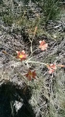 Alstroemeria versicolor