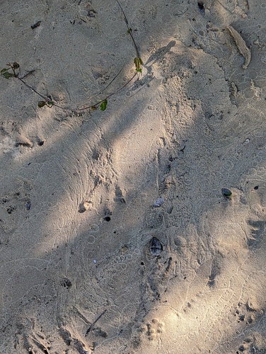 American Beaver photographed in Alabama
