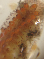 Botrylloides diegensis