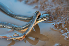 Mlanje White-Bellied Water-Snake photo 3