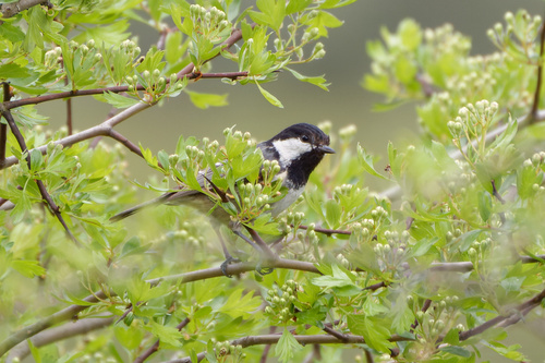 Carbonero garrapinos (Periparus ater)