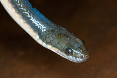 Mlanje White-Bellied Water-Snake photo 2