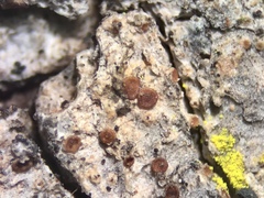Lecanora sachsiana