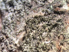 Rinodina brauniana