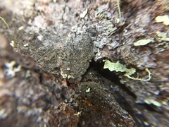 Rinodina brauniana