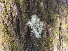 Pertusaria superiana