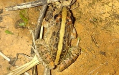 Leptodactylus fuscus