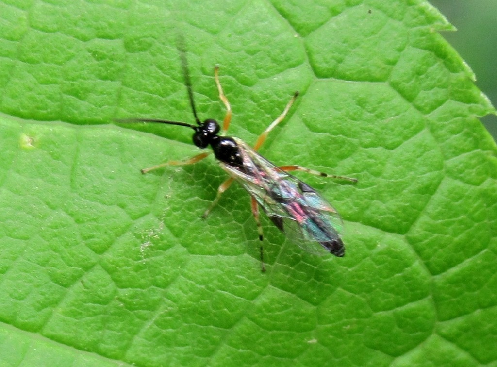 Acrodactyla quadrisculpta