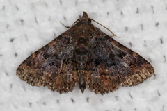 Metalectra miserulata