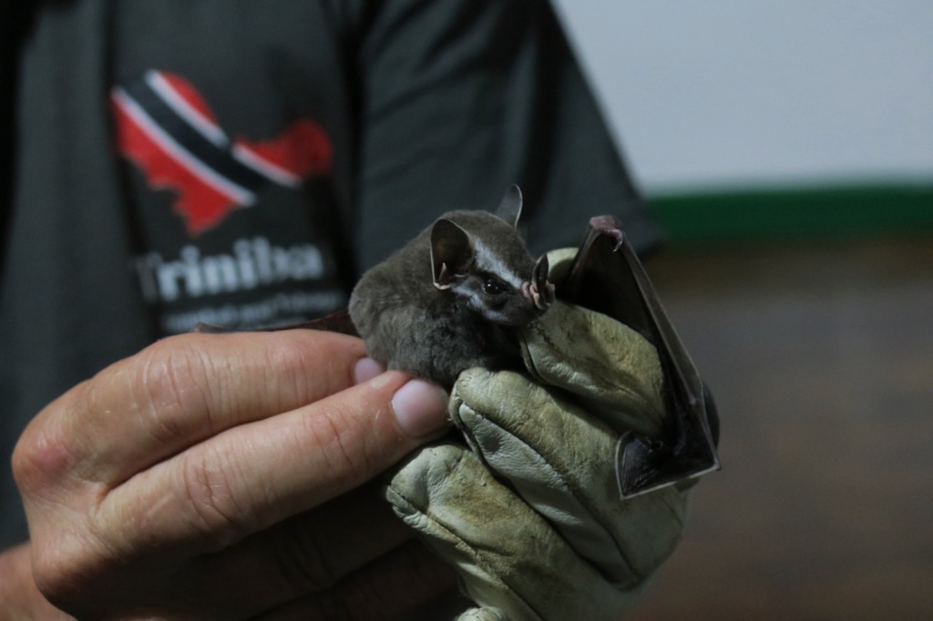 Great Stripe-Faced Bat