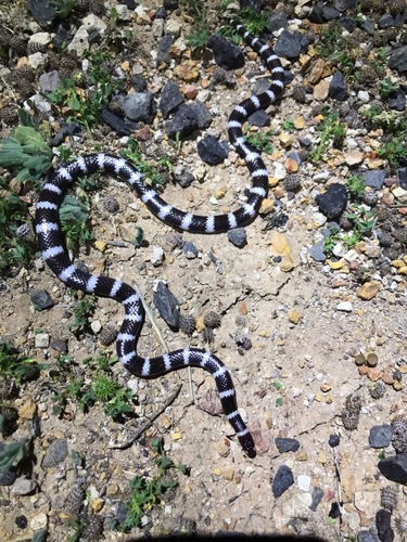 Eastern Bandy Bandy sighting