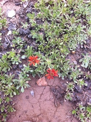 Haplopappus macrocephalus