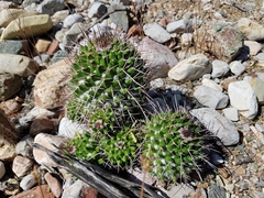 Mammillaria carnea