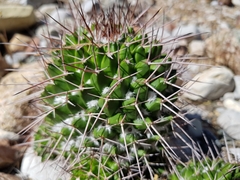 Mammillaria carnea
