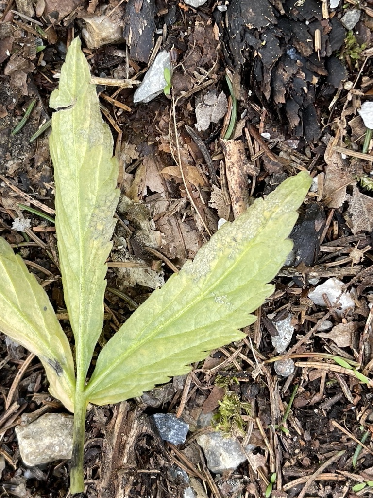 Hyaloperonospora cardamines-enneaphyllos