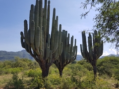 Pachycereus weberi