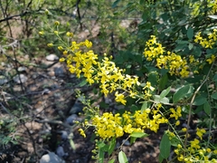 Echinopterys eglandulosa