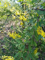 Echinopterys eglandulosa