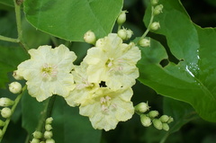 Cordia dentata