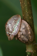 Physonota