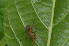 Camponotus rectangularis